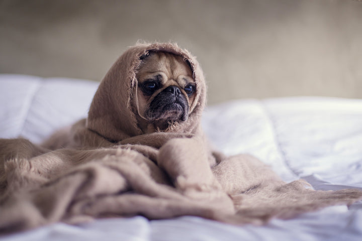 Dealing with Anxiety in Dogs