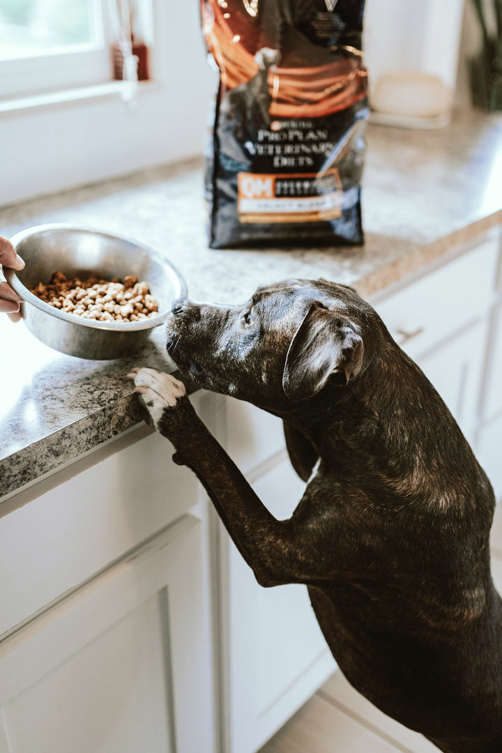 The Benefits of Raw and Frozen Dog Food