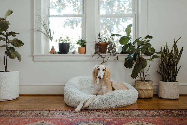 How a Comfortable Bed Can Increase Your Pet’s Sense of Security