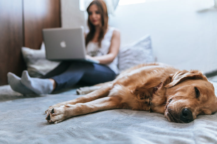 Should You Let Your Dog Sleep in Your Bed with You?