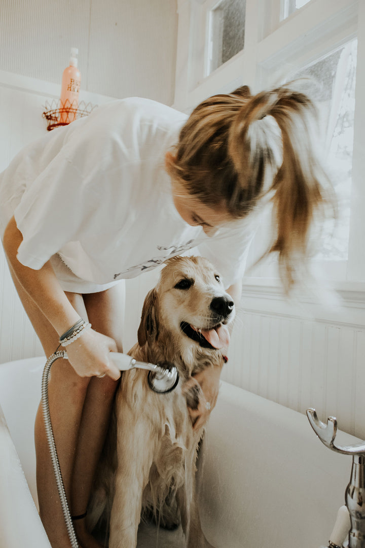 A Guide to Dog Grooming in the Summer